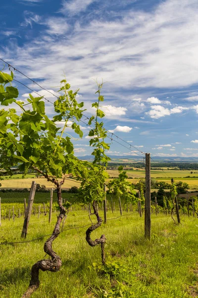 チェコ共和国南モラヴィアのポレソヴィツェ近郊のブドウ畑 — ストック写真