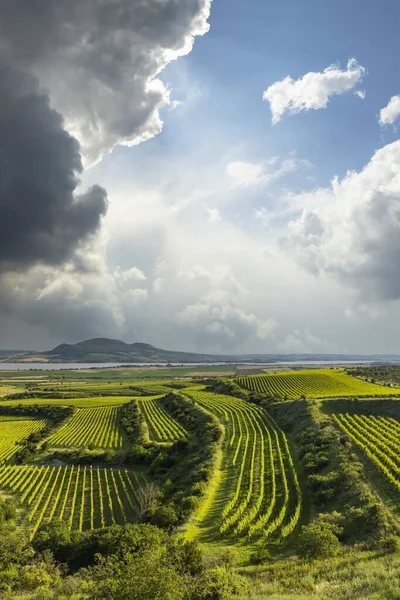 Weinberge Unter Palava Südmähren Tschechische Republik — Stockfoto