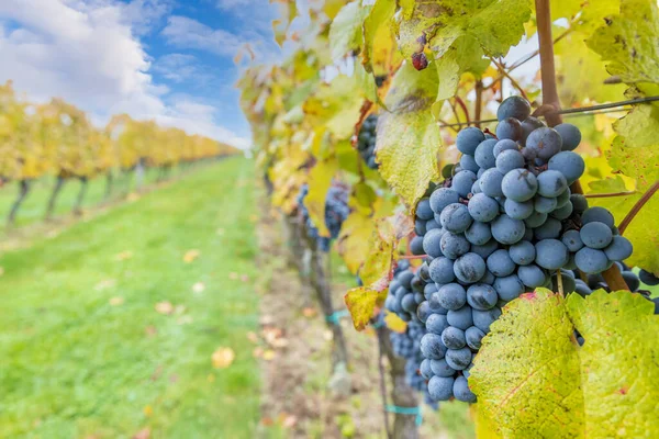 Modré Hrozny Cabernet Moravia Podzimní Vinici Jižní Morava Česká Republika — Stock fotografie