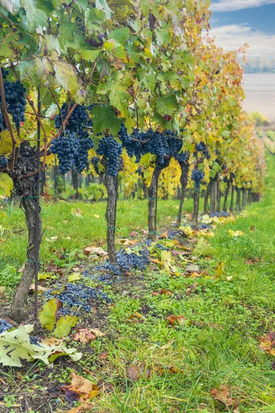 Uvas Azules Cabernet Moravia Viñedo Otoño Sur Moravia República Checa —  Fotos de Stock