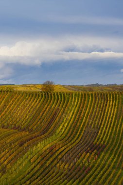 Cejkovice, Güney Moravya, Çek Cumhuriyeti yakınlarındaki sonbahar üzüm bağları
