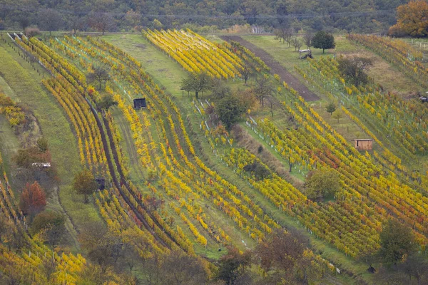 Viña Otoño Cerca Mutenice Moravia Del Sur República Checa — Foto de Stock