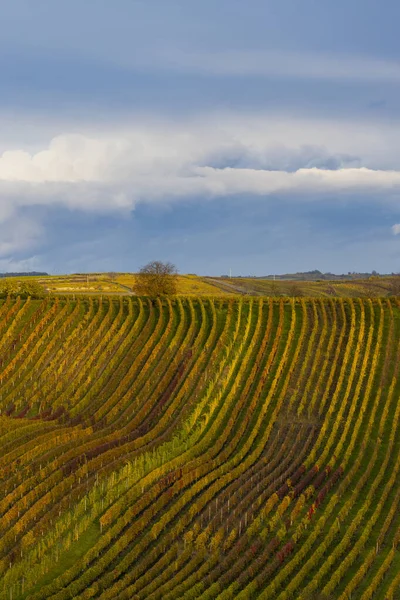 Vignoble Automne Près Cejkovice Moravie Sud République Tchèque — Photo