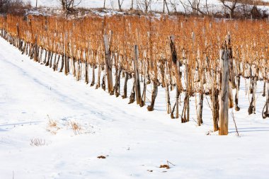 Sarospatak yakınlarındaki Wineyards, Tokaj bölgesi Macaristan