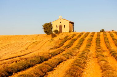 Lavanta tarlası olan şapel, Valensole Platosu, Provence, Fransa