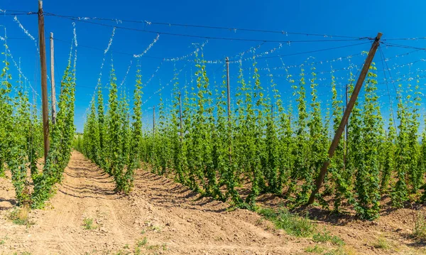 捷克共和国Zatec地区的Hop油田 — 图库照片