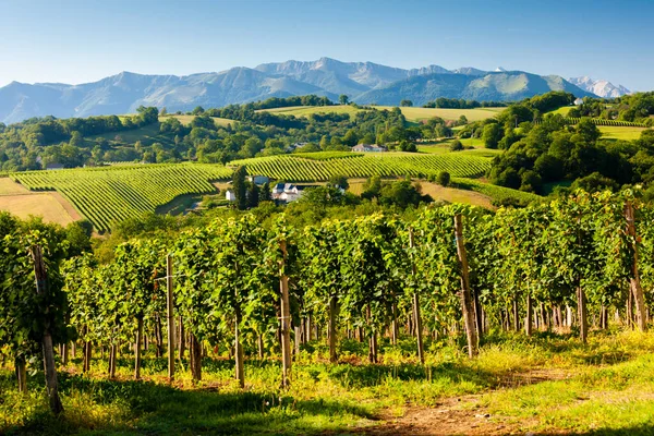 Виноградник Южном Журанконе Франция — стоковое фото