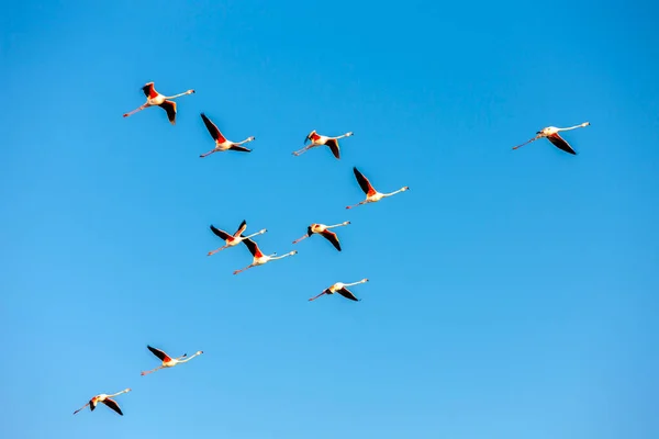 National Park Camargue Provence France — Stock Photo, Image