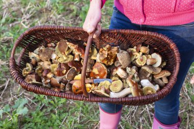 Çek Cumhuriyeti orman mantarı ile sepet