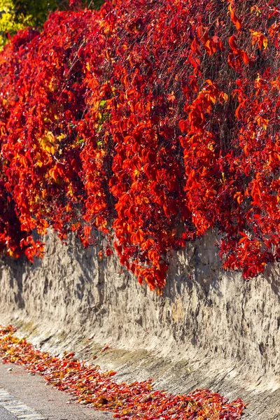 Gammel Væg Med Farverige Blade Efteråret - Stock-foto
