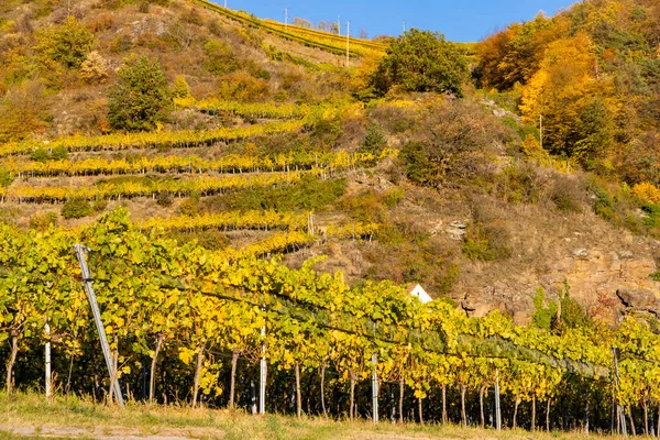 Regione Vinicola Wachau Momento Della Vendemmia Austria — Foto Stock