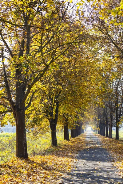 Ruelle Automne Près Banhorvati Dans Nord Hongrie Hongrie — Photo