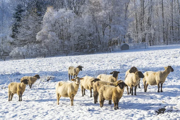Owce Orlicke Hory Czechy Wschodnie Czechy — Zdjęcie stockowe