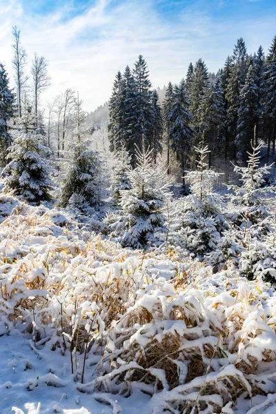Orlickefjällen Vintern Tjeckien — Stockfoto