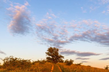 Poplar, Dunajovicke Kopce Dolni Dunajovice yakınlarında, Palava bölgesi, Güney Moravya, Çek Cumhuriyeti