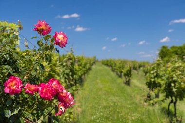 Üzüm bağında güller, Polonya, Güney Moravya, Çek Cumhuriyeti