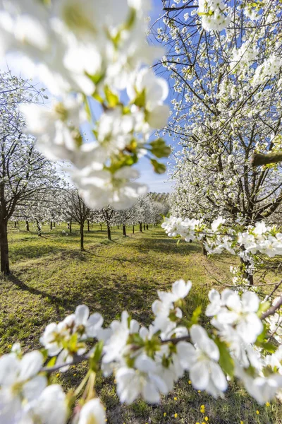 チェコ共和国南モラヴィアのケヤコヴィツェ近くの桜の果樹園 — ストック写真