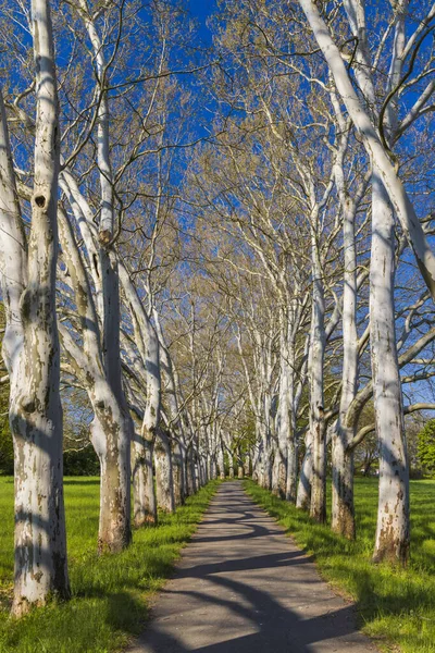 チェコ共和国南モラビア州ストラズニェの城公園の平面路地 — ストック写真