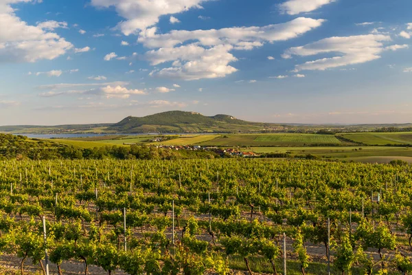 Vignobles Printemps Sous Palava Près Sonberk Moravie Sud République Tchèque — Photo