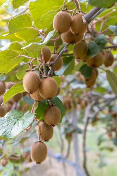 Boomgaard Met Kiwi Marche Midden Italië — Stockfoto