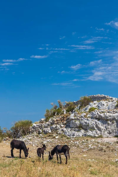 Donkey Közelében Monte Sant Angelo Apulia Régió Olaszország — Stock Fotó