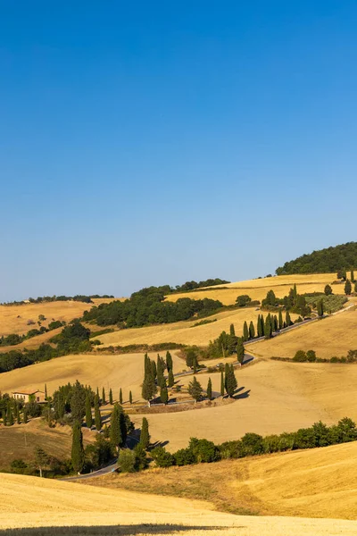 Cipressi Monticchielo Typisch Toscaans Landschap Bij Montepulciano Italië — Stockfoto