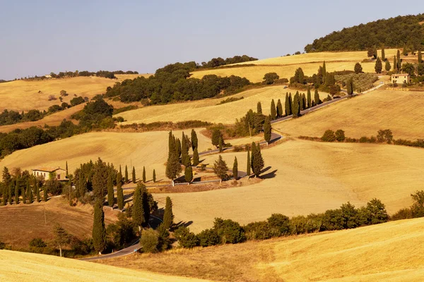 Cipressi Monticchielo Τυπικό Τοπίο Της Τοσκάνης Κοντά Στο Montepulciano Ιταλία — Φωτογραφία Αρχείου