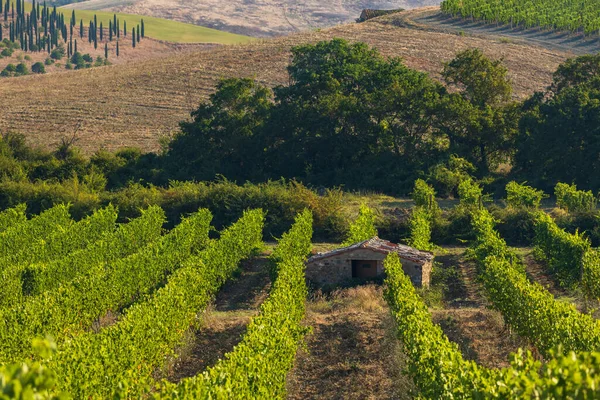 Tuscany Most Famous Vineyards Town Montalcino Italy — Stock Photo, Image