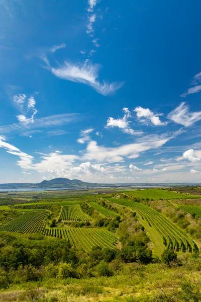 Weinberge Der Nähe Des Stausees Nove Mlyny Mit Palava Südmähren — Stockfoto