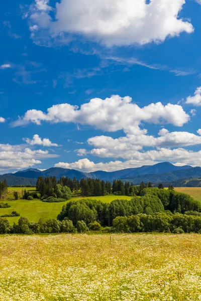 Blühende Wiese Mit Niederer Tatra Sommer Slowakei — Stockfoto