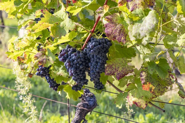 Dojrzewające Winogrona Morawach Południowych Czechy — Zdjęcie stockowe