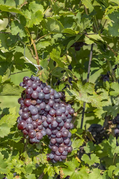 Druiven Rijpen Zuid Moravië Tsjechië — Stockfoto