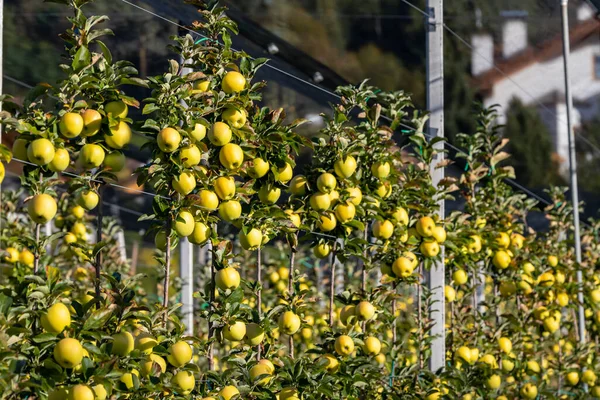 Frutteto Mele Aica Alto Adige — Foto Stock