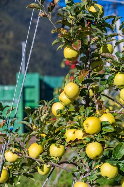 Apple Aica Sul Tirol Italia — Fotografia de Stock
