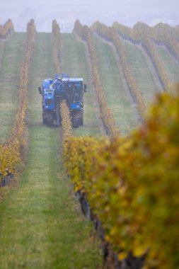 Güney Moravya, Çek Cumhuriyeti 'ndeki bir hasatçıyla üzüm hasadı yapıyor.