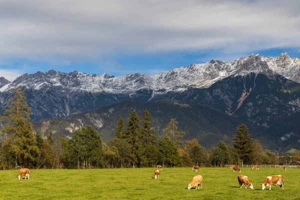 Pastagem Com Vacas Sob Alpes Austríacos Nas Proximidades Bischofshofen — Fotografia de Stock