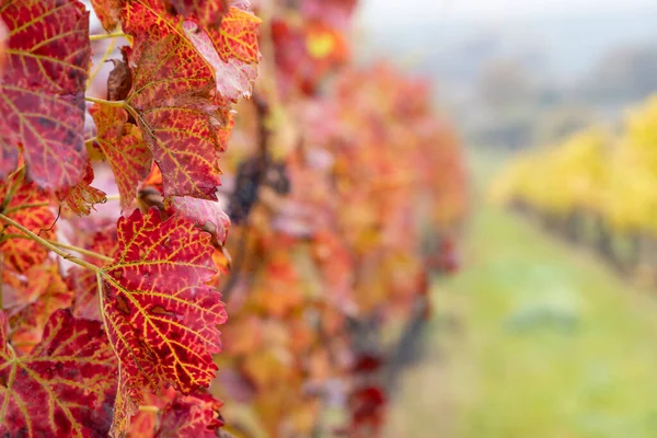 Red Autumn Vineyard Southern Moravia Czech Republic — Stock Photo, Image