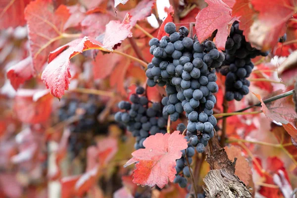 Blue Grapes Alibernet Autumn Vineyard Southern Moravia Czech Republic — Stock Photo, Image