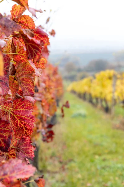 Viña Roja Otoño Moravia Del Sur República Checa — Foto de Stock