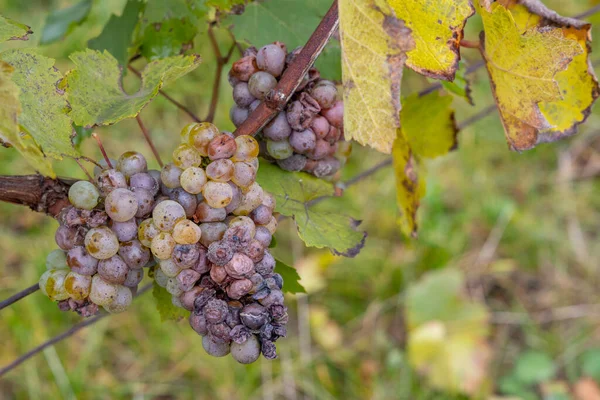 Uva Bianca Infestata Marciume Muffa — Foto Stock