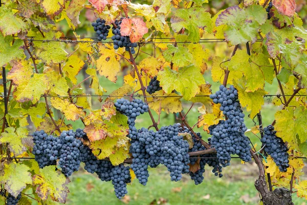 Mavi Üzümler Cabernet Moravia Sonbahar Bağında Güney Moravya Çek Cumhuriyeti — Stok fotoğraf