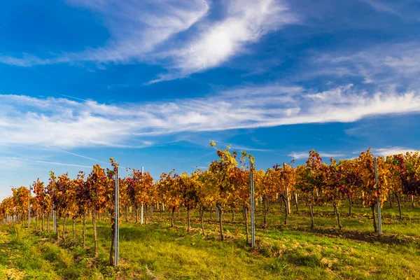 Vineyards Dolni Dunajovice Palava Region Southern Moravia Czech Republic — Stock Photo, Image