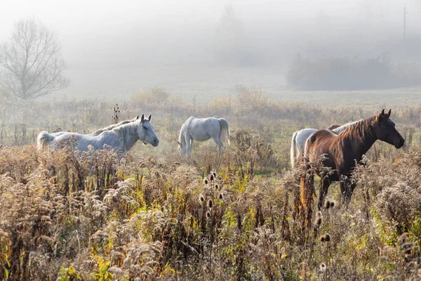 Manada Caballos Norte Hungría — Foto de Stock