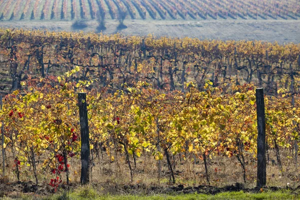 Vineyard City Eger Northern Hungary — Stock Photo, Image