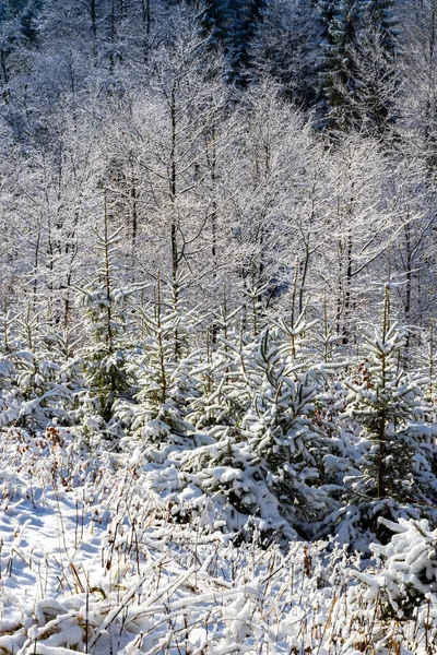 Orlicke Mountains Vinteren Tjekkiet - Stock-foto