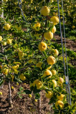 Aica, Güney Tyrol, İtalya 'da elma bahçesi
