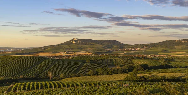 Wijngaarden Onder Palava Bij Dolni Dunajovice Zuid Moravië Tsjechië — Stockfoto