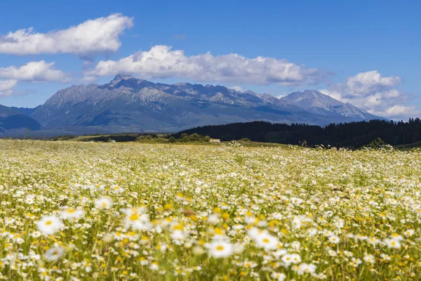 Prado Florescente Com Alta Tatras Eslováquia — Fotografia de Stock