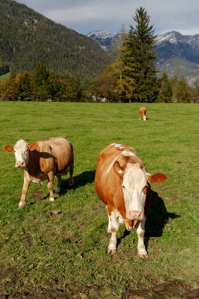 Pastwiska Krowami Pod Alpami Austriackimi Pobliżu Bischofshofen — Zdjęcie stockowe