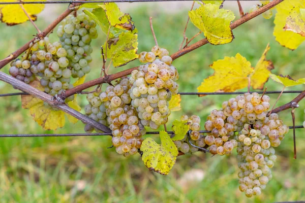 Uvas Riesling Vinhedo Outono Morávia Sul República Checa — Fotografia de Stock